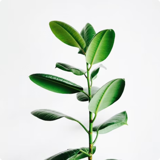 About Green Earth